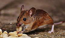 24 Hour & Emergency Exterminators in Gardnersville, KY